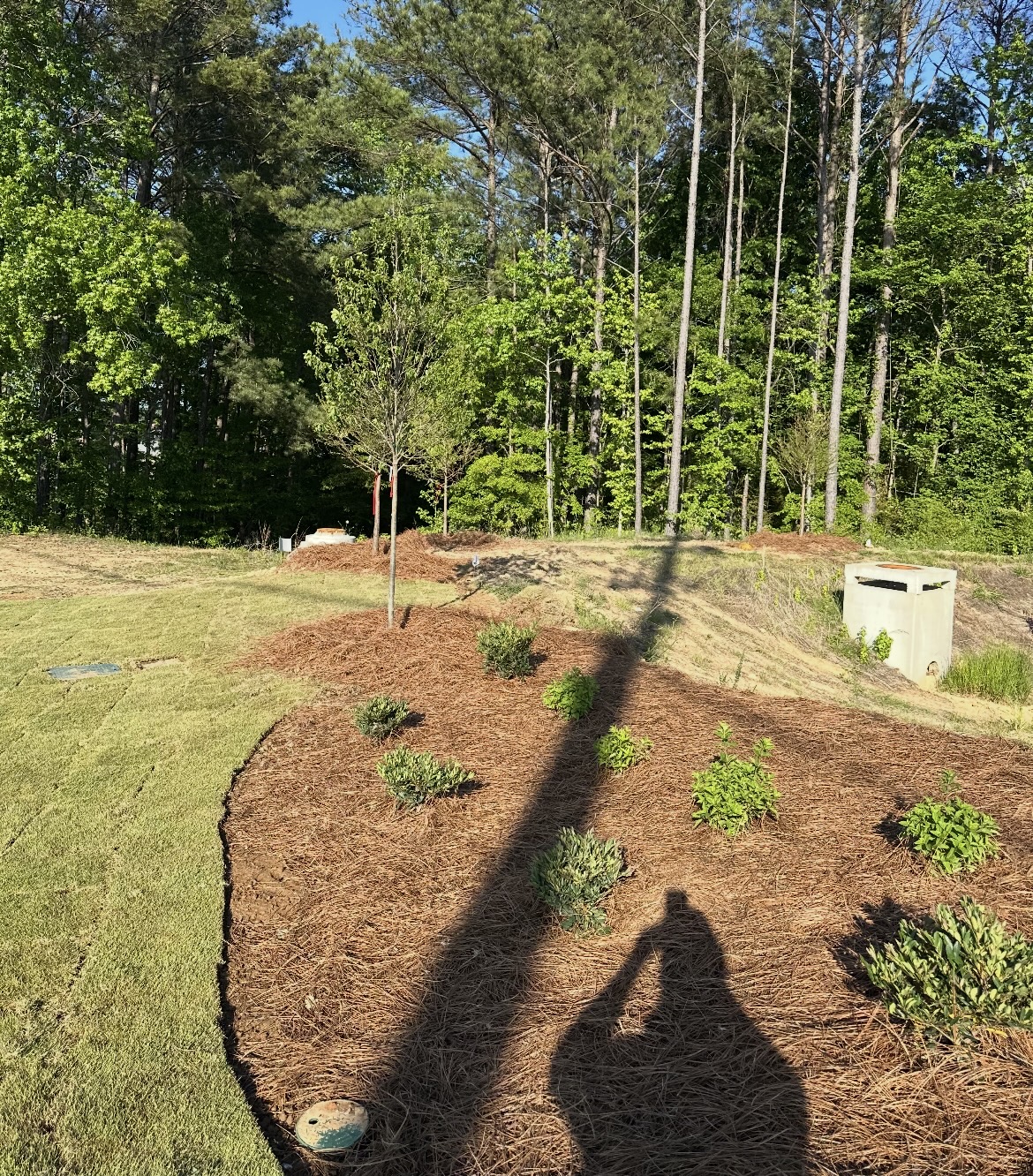 New Plantings & Pine Straw