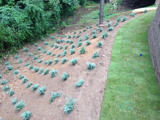 Mass Planting